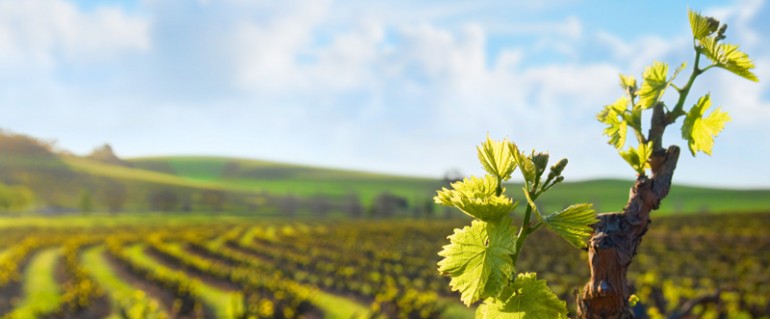 vine june