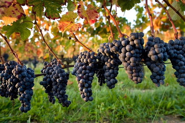 vignoble-raisin-rouge_site_pointfort